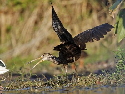 _MG_4117 Limpkin & White Ibis.jpg