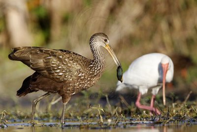 Limpkin, White Ibis & Mussel