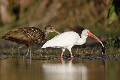 _MG_4214 Limpkin & White Ibis.jpg