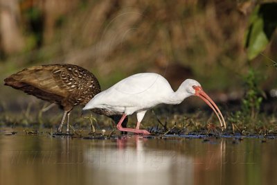 _MG_4216 Limpkin & White Ibis.jpg