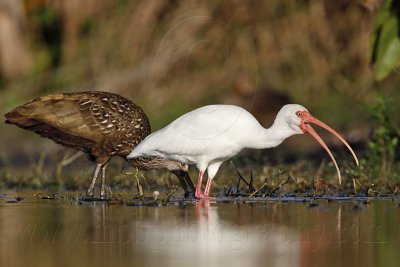 _MG_4217 Limpkin & White Ibis.jpg