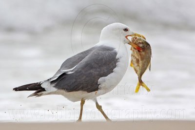 _MG_0078 Lesser Black-backed Gull.jpg