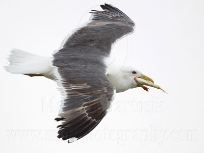 _MG_0388 Lesser Black-backed Gull.jpg