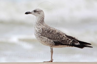 _MG_0588 Lesser Black-backed Gull.jpg