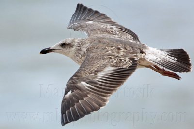 _MG_0619 Lesser Black-backed Gull.jpg