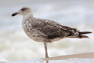 _MG_1913 Lesser Black-backed Gull.jpg