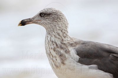 _MG_1974 Lesser Black-backed Gull.jpg