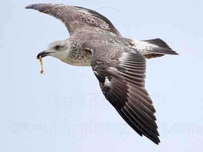 _MG_2036 Lesser Black-backed Gull.jpg