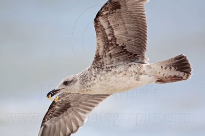 _MG_2042 Lesser Black-backed Gull.jpg