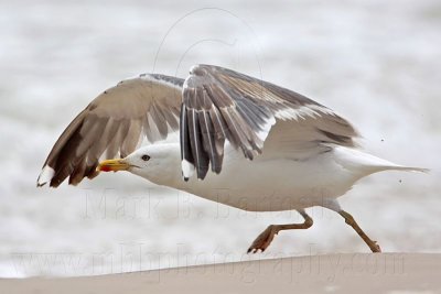 _MG_2068 Lesser Black-backed Gull.jpg