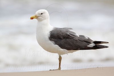 _MG_2159 Lesser Black-backed Gull.jpg