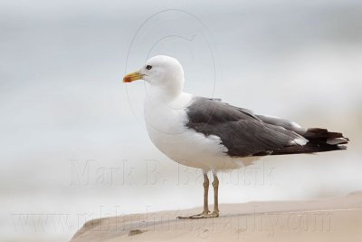_MG_2468 Lesser Black-backed Gull.jpg
