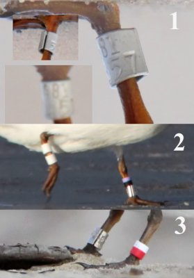 Least Tern Bands UTC Summer 2009 - Request for help to identify  bands