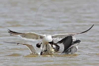 _MG_2091 Laughing Gull.jpg