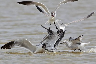 _MG_2095 Laughing Gull.jpg