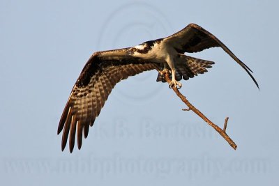 _MG_1771 Osprey.jpg