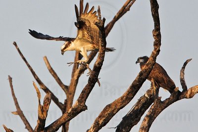 Unknown behavior: Osprey Male Stick-Breaking-Off-And- Presenting Display