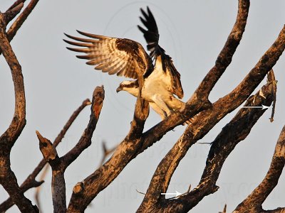 _MG_2112 Osprey.jpg