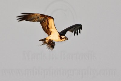_MG_2319 Osprey.jpg