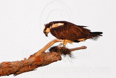 _MG_2336 Osprey.jpg