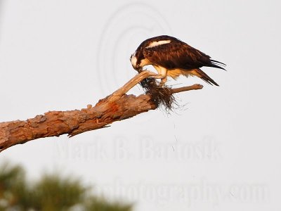 _MG_2345 Osprey.jpg