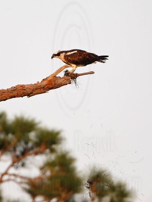 _MG_2353 Osprey.jpg