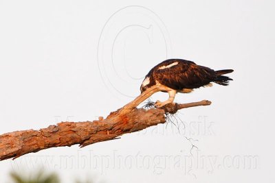 _MG_2376 Osprey.jpg