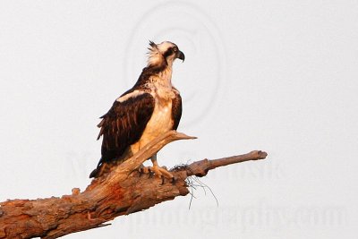 _MG_2407 Osprey.jpg