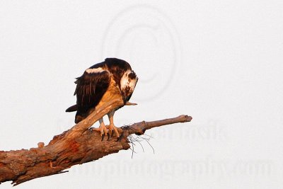_MG_2412 Osprey.jpg