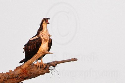_MG_2415 Osprey.jpg