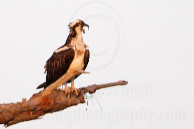 _MG_2419 Osprey.jpg
