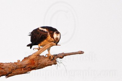 _MG_2435 Osprey.jpg