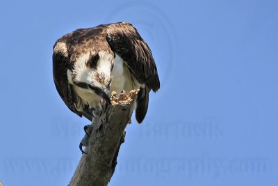 Unknown behavior: Osprey - cleaning inside parts of the mandibles