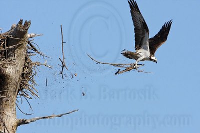 Unknown behavior: Osprey Intraspecific Kleptoparasitism of Nesting Materials