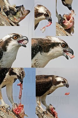 Osprey swallowing fish parts