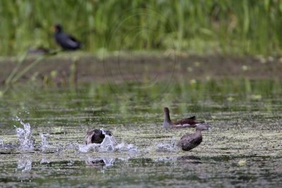 _MG_3011 Least Grebe & Pied-billed Grebe.jpg