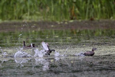 _MG_3013 Least Grebe & Pied-billed Grebe.jpg