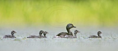 Least Grebe Family of 7 at Brazos Bend State Park - September 13, 2009