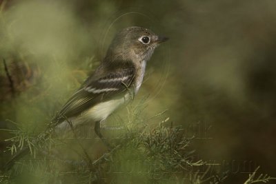 _MG_5211 Least Flycatcher.jpg
