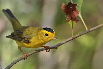 _MG_5385 Wilson's Warbler.jpg
