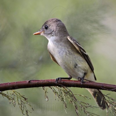 _MG_5400 Eastern Wood-Pewee.jpg