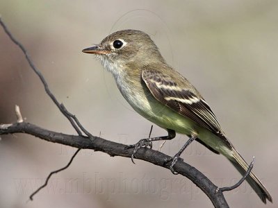 _MG_5598 Least Flycatcher.jpg