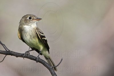 _MG_5615 Least Flycatcher.jpg