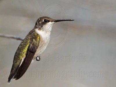 _MG_6351 Ruby-throated Hummingbird.jpg