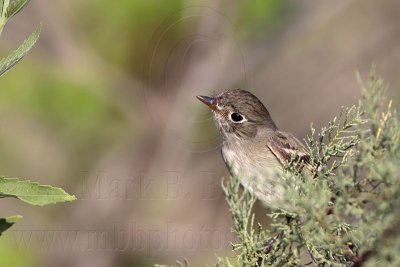 _MG_6381 Least Flycatcher.jpg