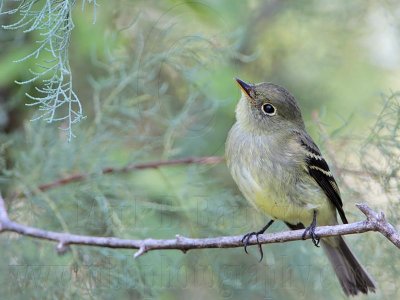 _MG_7027 Yellow-bellied Flycatcher.jpg