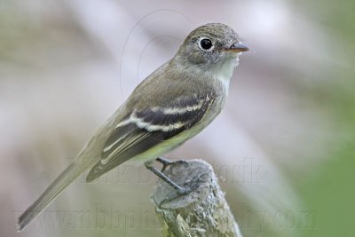 _MG_7521 Least Flycatcher.jpg