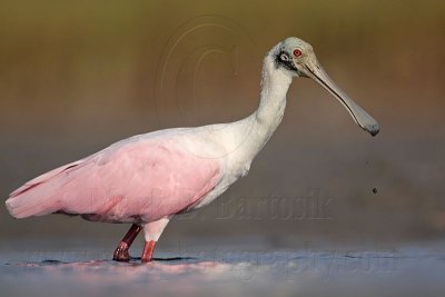 _MG_4663 Roseate Spoonbill.jpg