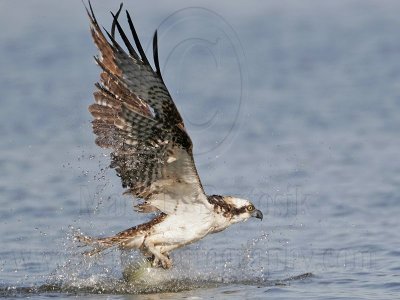 Ospreys Releasing Too Large Fish from Their Talons into the Water