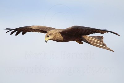 Black Kite_2797.jpg